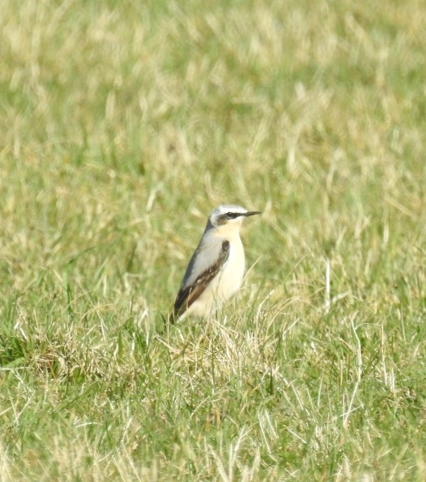 Two stunning male Wheatears just now in my meadow. A couple of weeks later arriving than last year. #Anglesey Extremely blustery but managed two almost in focus shots. @AngBirdNews @birdsinwales @cofnod