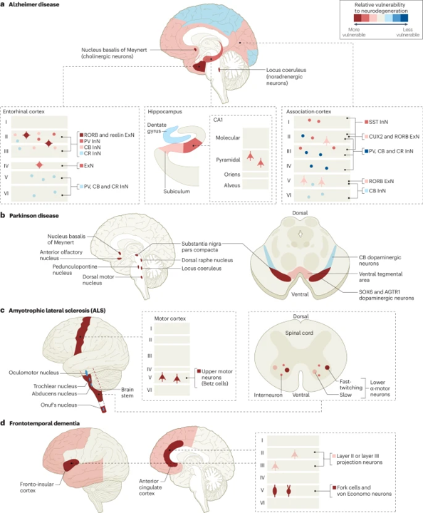 Molecular and cellular mechanisms of selective vulnerability in neurodegenerative diseases — a Review by Martin Kampmann (@MartinUCSF) go.nature.com/3JloKyM