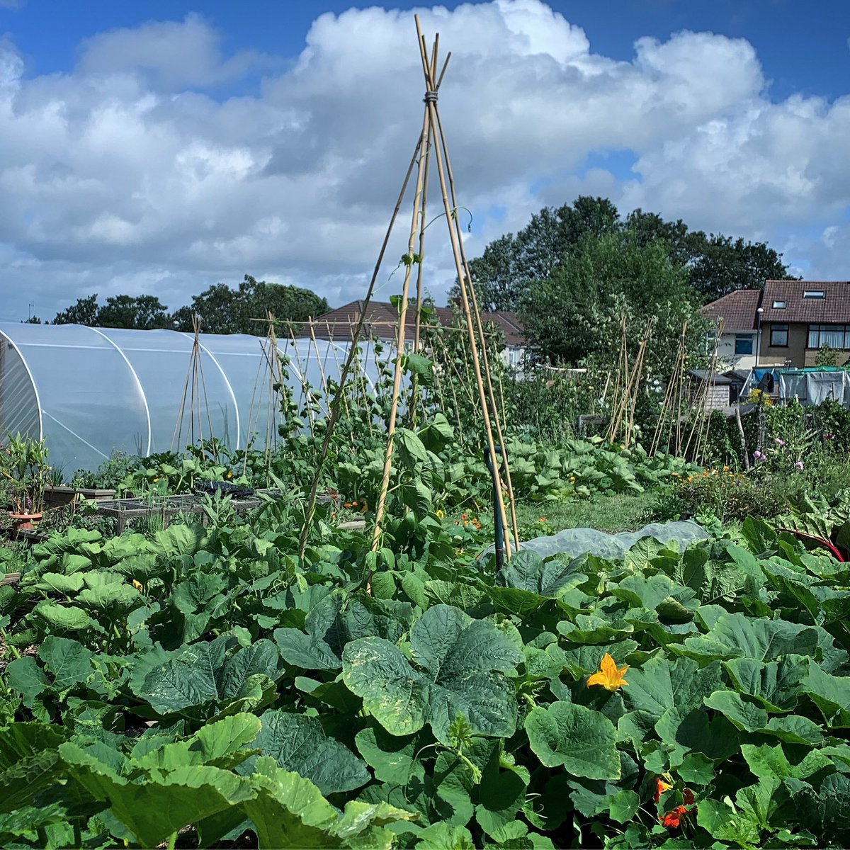 Tired of seeing complaints about allotments when there’s no acknowledgment of winter compared with summer….. #allotment