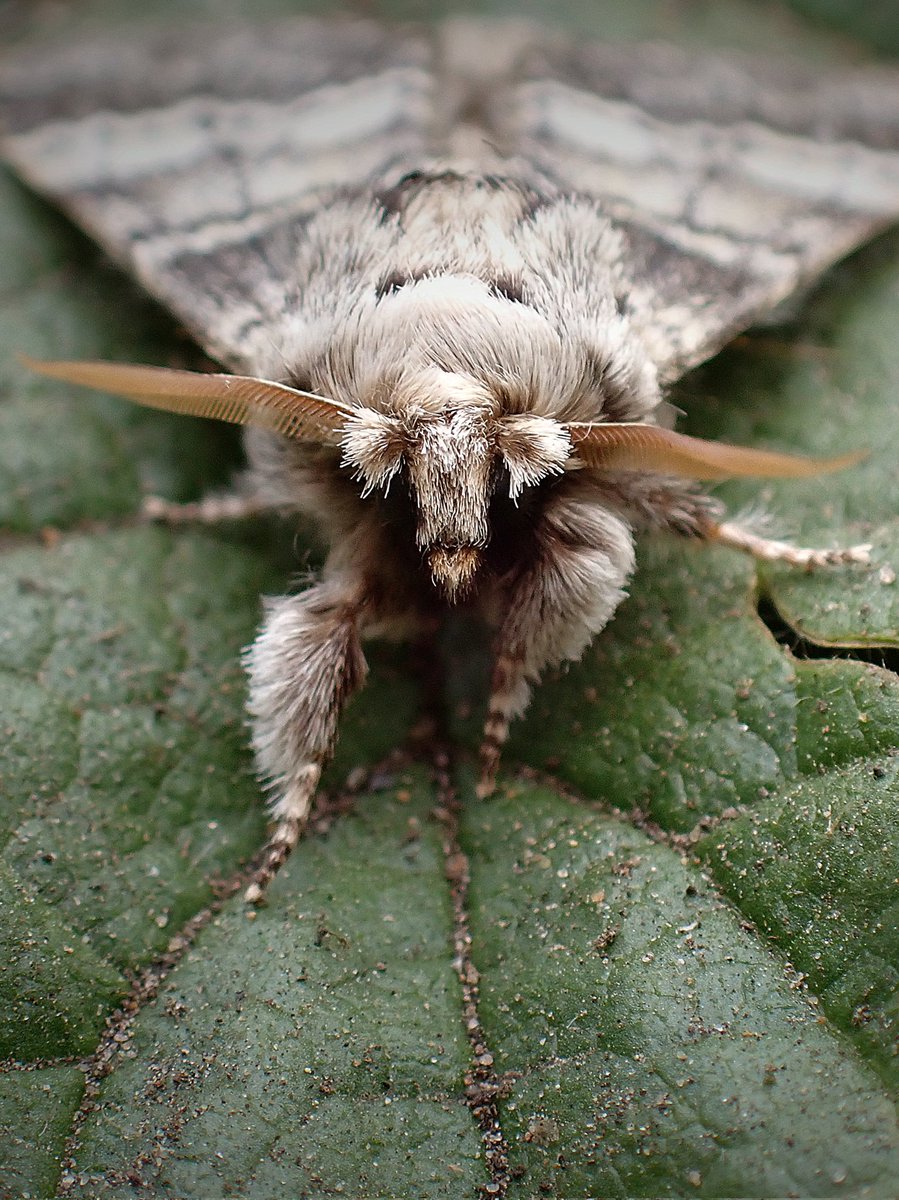 Lunar Marbled Brown (Drymonia ruficornis) 🥰🤍 Another stunner walking down the moth catwalk 😍💚 #tuesdayvibe #moth #wildlife #naturelovers #insect #pollinators #wildlifephotography #macro #NatureBeauty #MothsMatter #nature