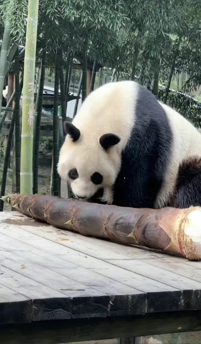lovelyblueelf's tweet photo. Is it the world’s largest bamboos for giant pandas ? #PandaHuaLi https://t.co/nkytYfxVB3