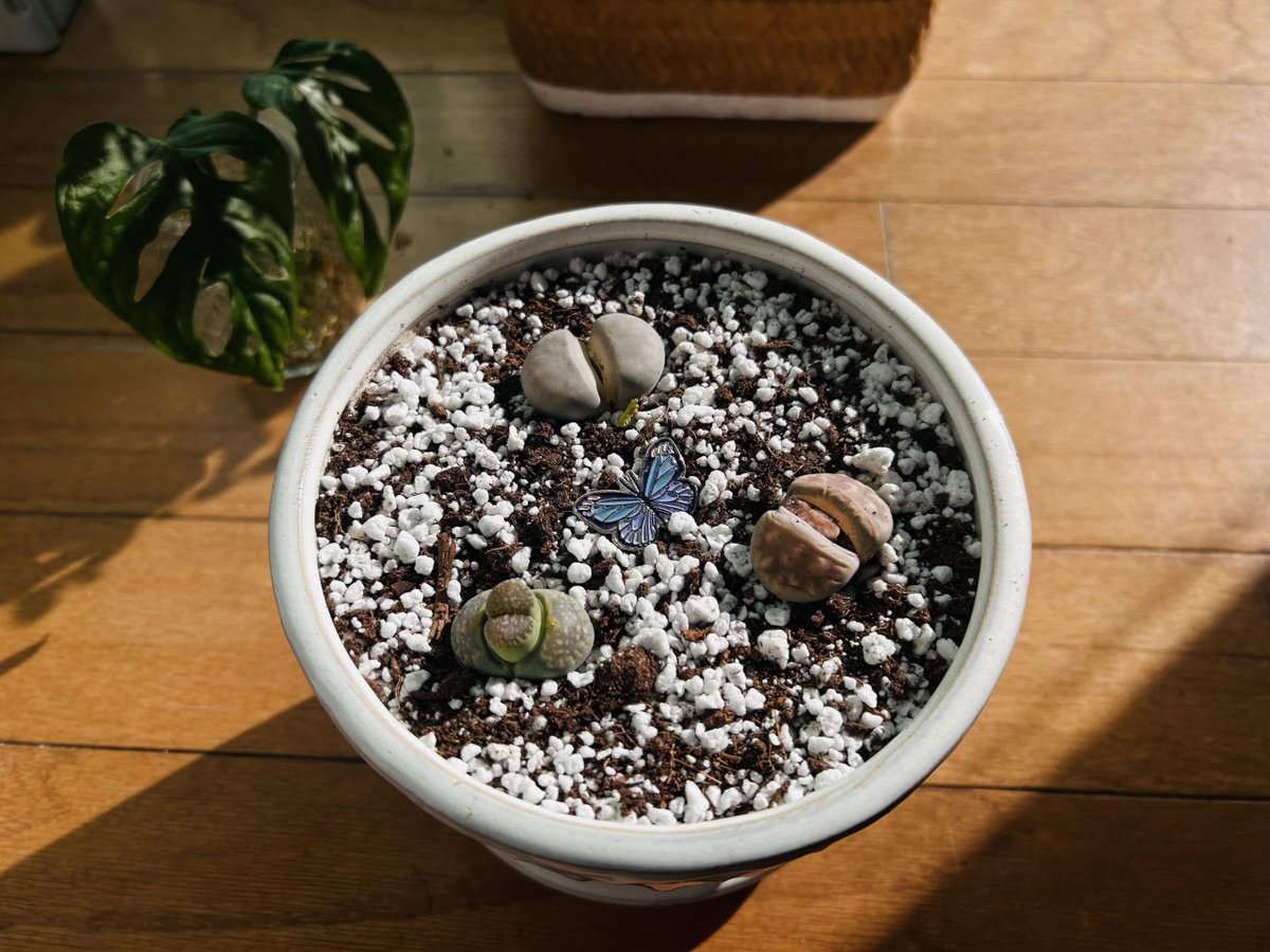 My small Lithop collection.
 
allforgardening.com/826809/my-smal…
 
#Lithops