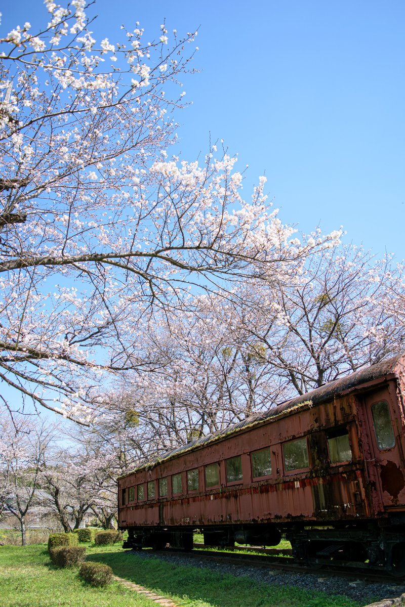 朽ちそうな車両と桜🌸 2024/04/01 #桜 #谷汲口駅 #オハフ502 #flowers #東京カメラ部 #tokyocameraclub #私とニコンで見た世界 #ファインダー越しの私の世界 #写真好きな人と繋がりたい #額装のない写真展