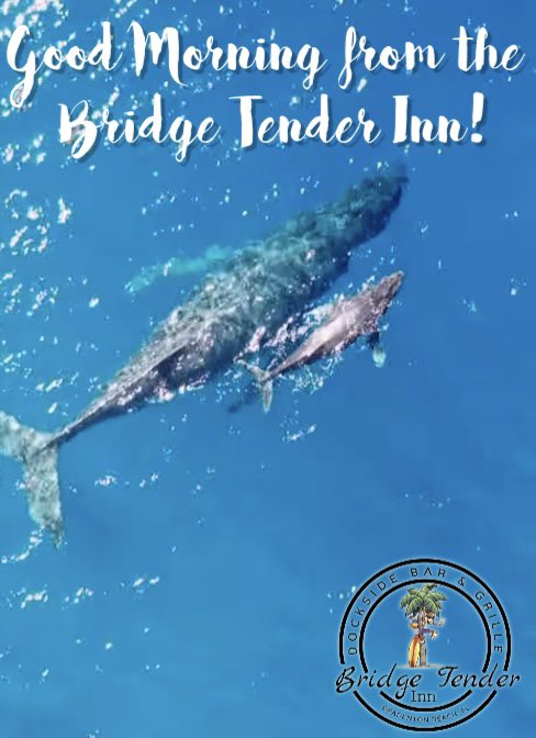 It’s another terrific Tuesday!  💕  #bridgetenderinn #bradentonbeach  #annamariaisland #CheersToGoodFood #yummylibations #HappyTuesday  #meetmeatthetender