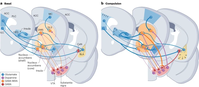 Nature Rev Neurosci tweet media