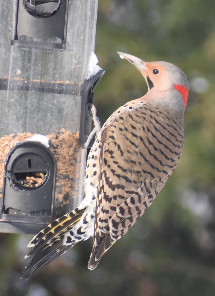 Good morning. A yellow shafted northern flicker at the Maryland house