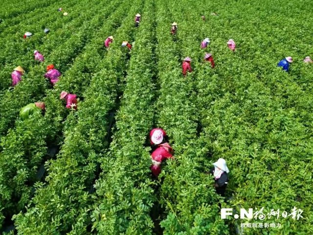 连江7000亩蚕豆喜获丰收，走俏国内市场