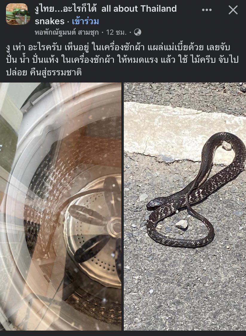 Thaireactionvid's tweet image. Tw : งู 

อีสัส จับงูปั่นแห้งให้หมดแรงละค่อยปล่อย คนไทยคือที่