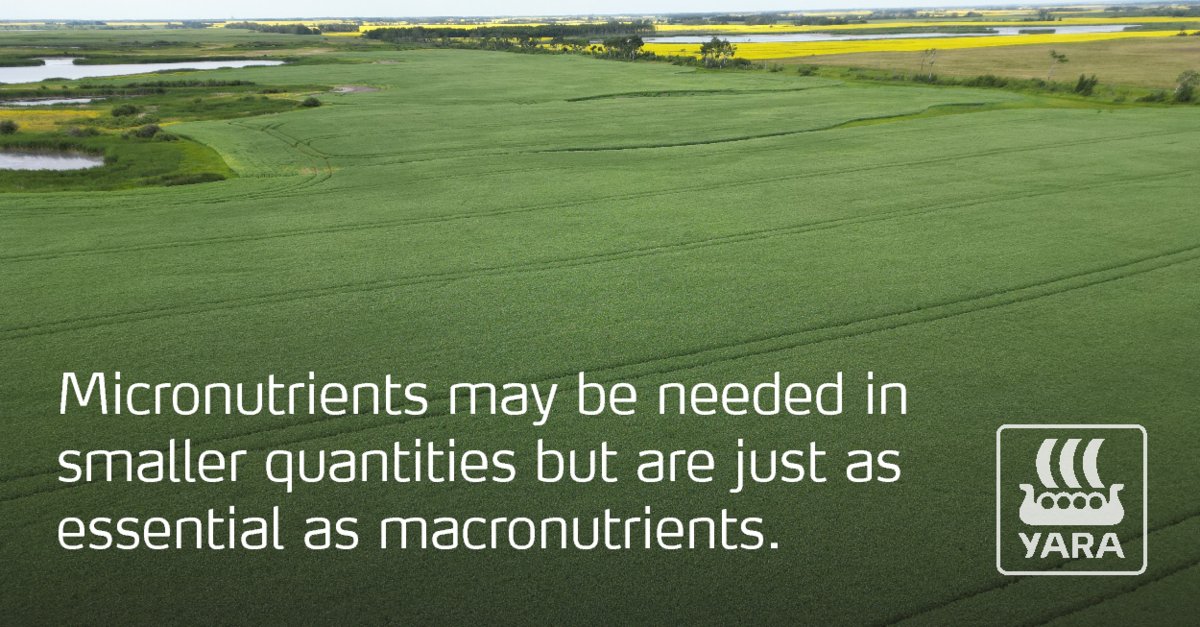 Providing your crop with balanced nutrition includes micronutrients. Although needed in much smaller quantities, micronutrients are just as essential as macronutrients.
Learn more: yaracanada.ca/crop-nutrition…
#micronutrientcoatings #micronutrientfertilizer #WestCdnAg