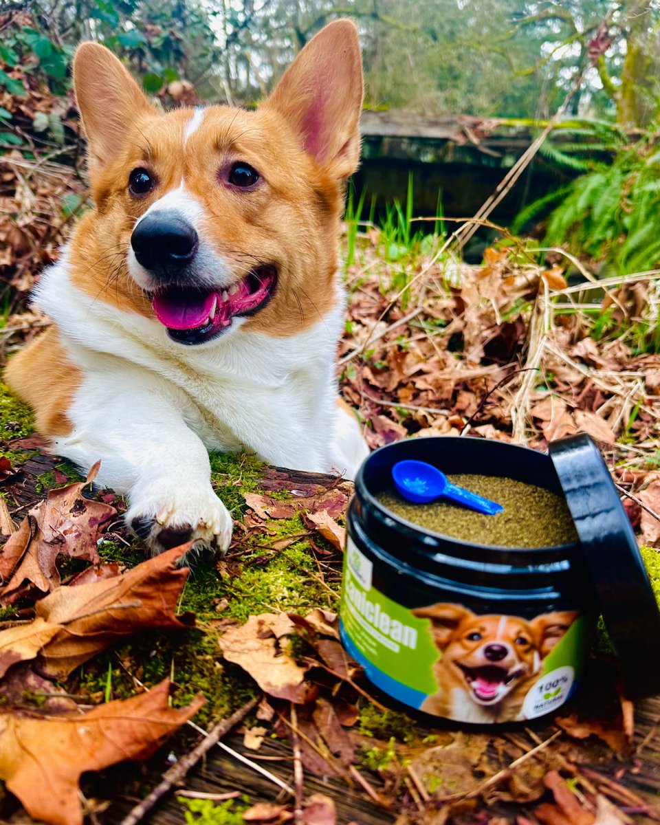 Nature's best for your pet! Caniclean harnesses the power of the sea for a treat that's as wild as their spirit. 🌿 #WildAndFree #SeaweedBenefits #Caniclean #TheSeaweedCo 

@ramen_the_corgi out and about. great pic <3