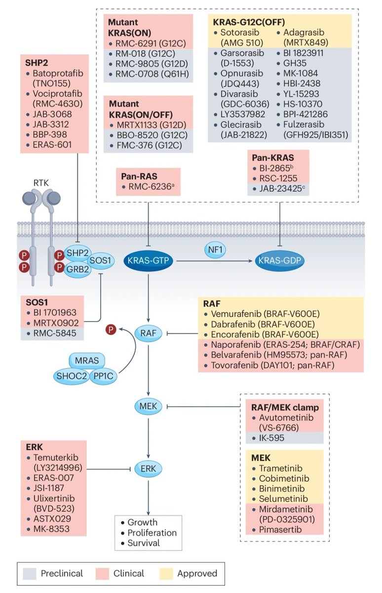 Combinatorial strategies to target RAS-driven cancers 📌We can now target what was once thought untargeted, the RAS. However, we still have a long way to go. A great review on combination strategies👇 @OncoAlert nature.com/articles/s4156…