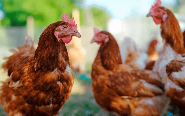 staroddi's tweet photo. We are soon heading to Turin, Italy, to attend the #MeAVeAS 2024 Workshop.
Our product expert, @BjarnasonAsgeir will be part of the workshopβs Special Session 8: Biologging in Livestock and Poultry on Tuesday, April 23 at 10:30-12:15. He will give an insight into the challenges and innovation on biologging heart rate in livestock and poultry, using Star-Oddi physio-loggers.
Hope to see you there! ππππ