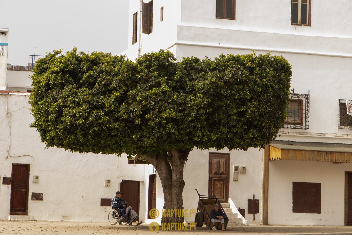 galeiras's tweet photo. Rabat, Marroco 2024
#snapshot #compositionkillerz #all_shots #capture_today #exposure #composition #momentlens #ig_masterpiece #ig_worldclub #fotocatchers #instagood10k #ig_myshotz #instagoodmyphotos #justgoshoot #exploretocreate https://t.co/dU7JhUG0UG
