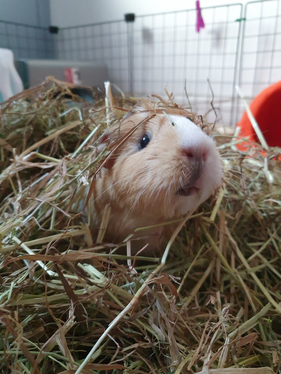Choco, Button and Penny tweet media