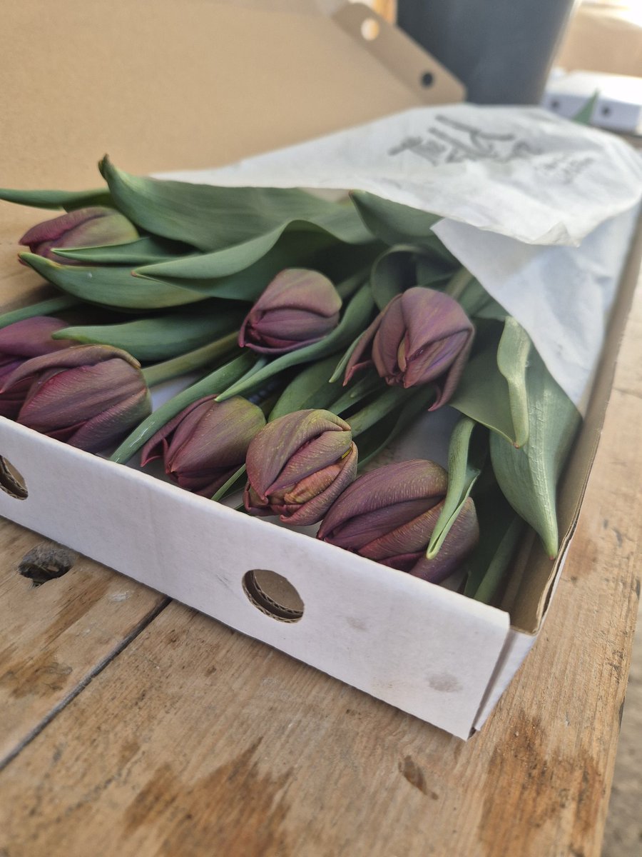 BarbaraGirvan's tweet photo. Subscription flowers 2024 are go! Feel quite relieved not to have suffered from Tulip Fire this year after seeing so many other growers having to bin crops with only a few weeks til harvest  #grownnotflown #favouriteflower #tulips https://t.co/AmOyQwVwNC