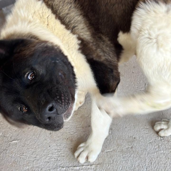 akitatoken's tweet photo. ¡Woof! ¿Qué sucede? Solo soy un Akita Americano curioso preguntándome por qué me están mirando tanto... 🐶👀 #americanaakita https://t.co/flTDLKNp0t