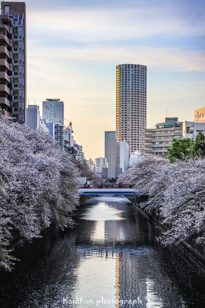 wani7080's tweet photo. 先週の土曜日に桜🌸を撮りに目黒川に行ってきました😊✨
葉っぱ目立つけどギリギリ撮れたかな🌸 https://t.co/YzANidaDlN