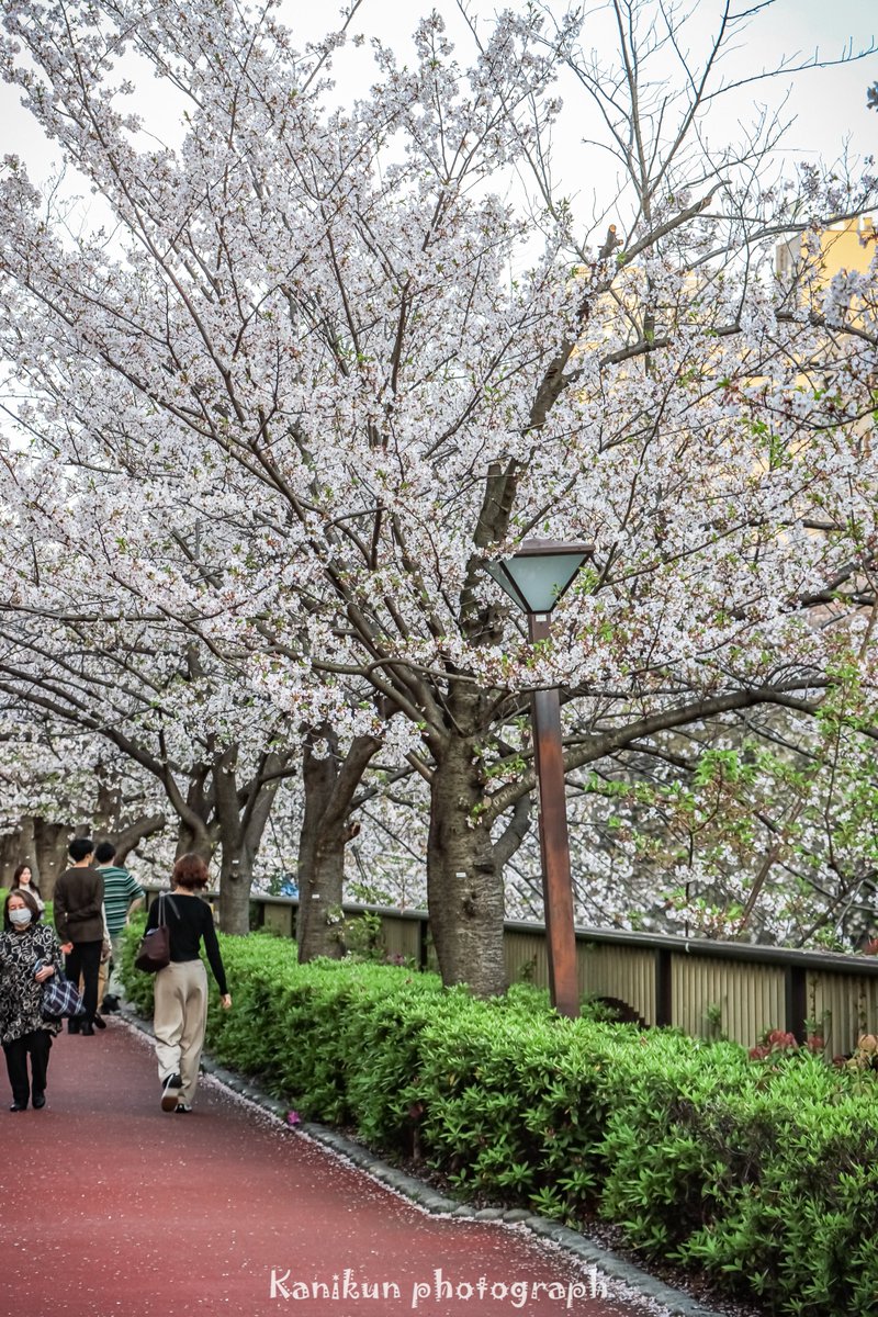 wani7080's tweet photo. 先週の土曜日に桜🌸を撮りに目黒川に行ってきました😊✨
葉っぱ目立つけどギリギリ撮れたかな🌸 https://t.co/YzANidaDlN
