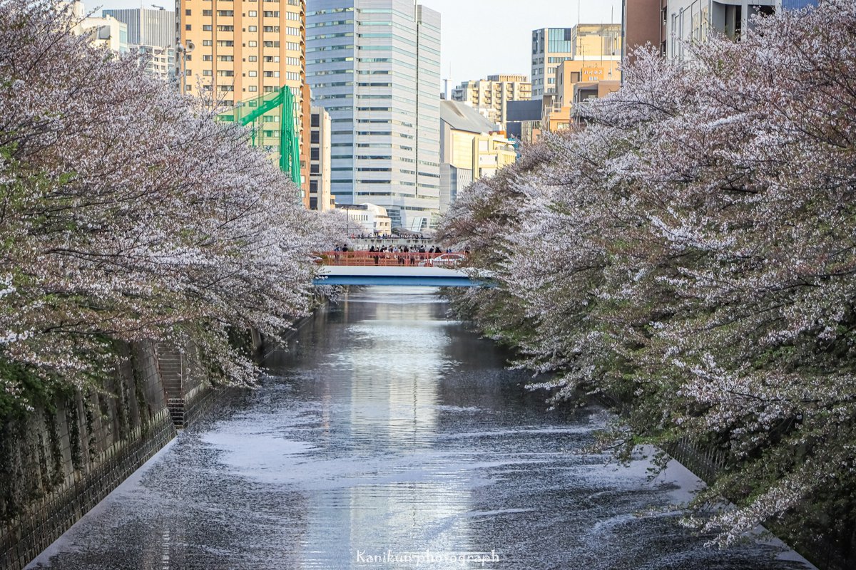 wani7080's tweet photo. 先週の土曜日に桜🌸を撮りに目黒川に行ってきました😊✨
葉っぱ目立つけどギリギリ撮れたかな🌸 https://t.co/YzANidaDlN