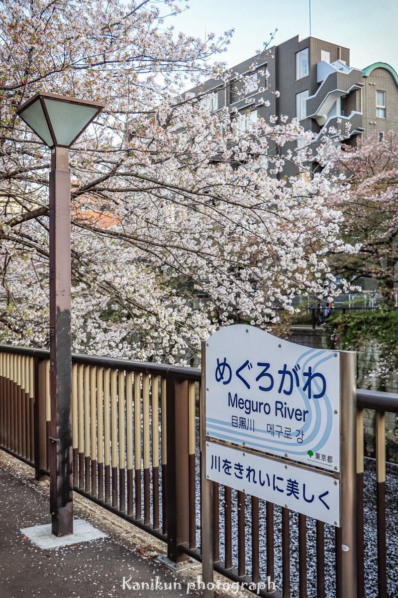 wani7080's tweet photo. 先週の土曜日に桜🌸を撮りに目黒川に行ってきました😊✨
葉っぱ目立つけどギリギリ撮れたかな🌸 https://t.co/YzANidaDlN