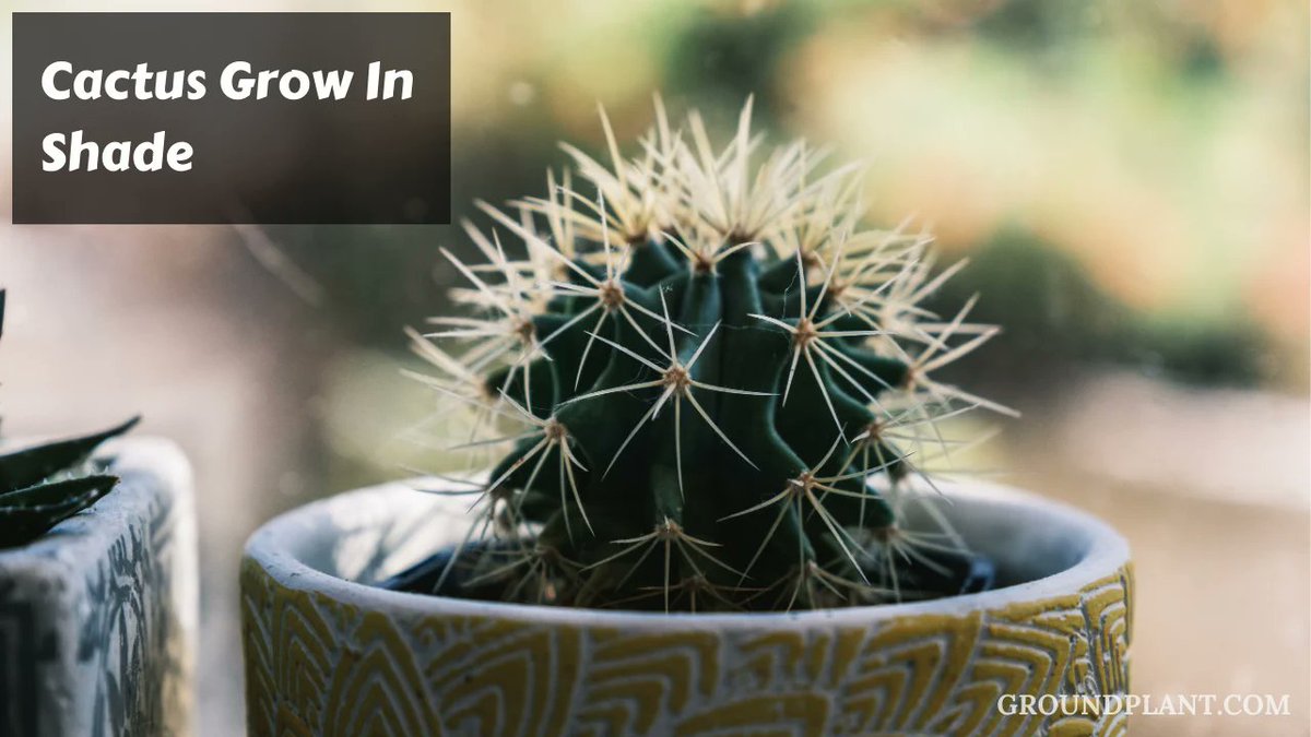 Can Cactus Grow In Shade?
Certain cacti can tolerate and even flourish with less light. #Cactus #Grow  #Shade #Plant #Indoor #Outdoor #Cacti #Cactos #cactusFlower #CactusLover groundplant.com/can-cactus-gro…