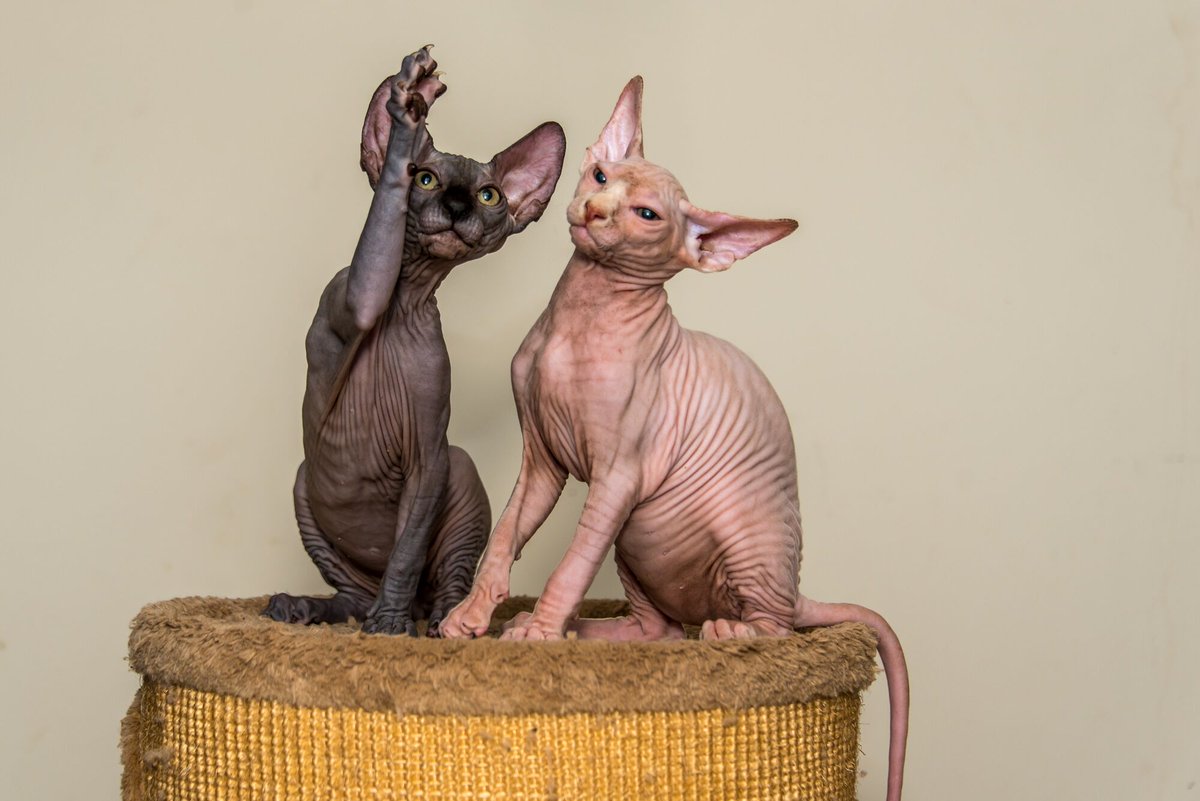 My hairless cats redefine the essence of feline beauty through their unique appearance and their soft, velvety skin. Experience the elegance that distinguish my kittens as truly exceptional. Call me today at (917) 690-4564! #HairlessCats
statenislandsphynxcats.com
