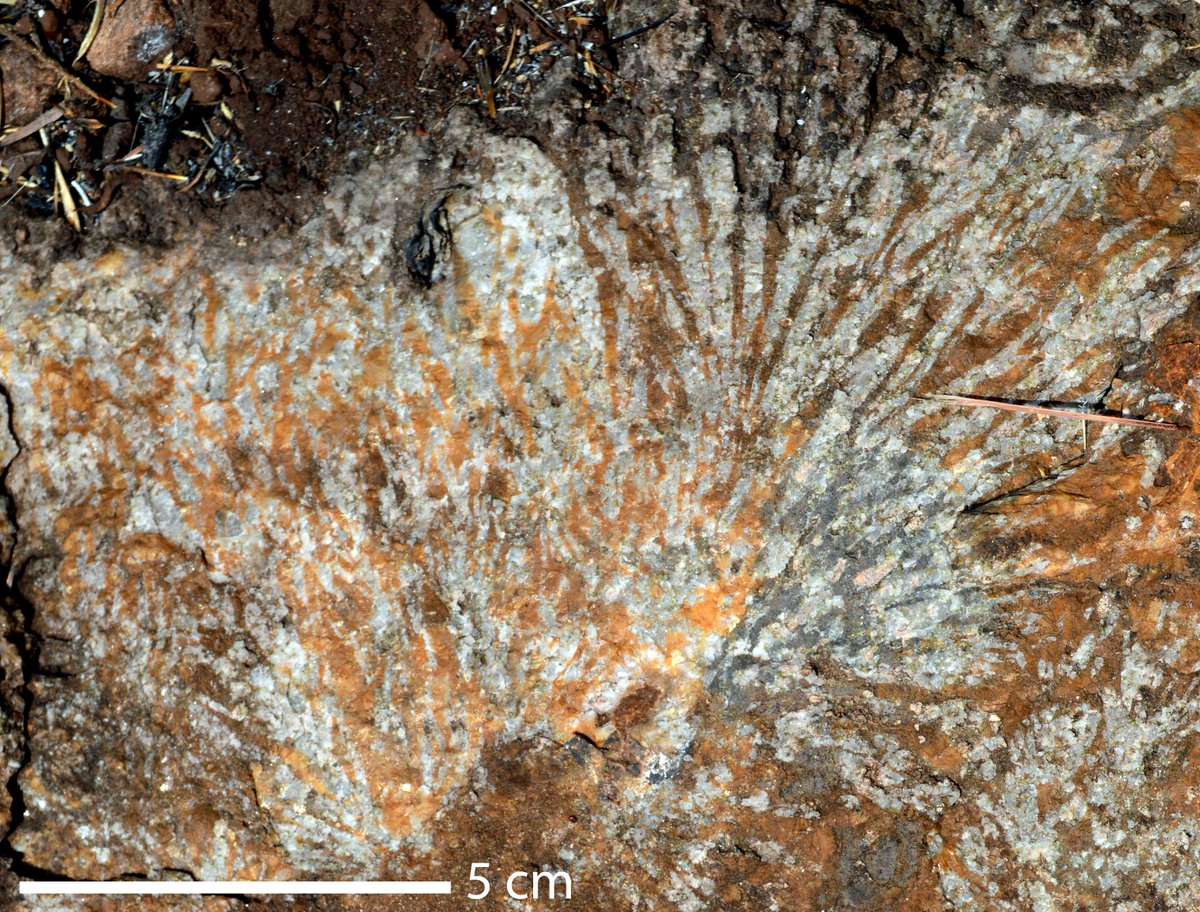 Take a look at my recent homage to burbankite - one of the lesser-known but vitally important REE minerals. It's one of those minerals which turns up in carbonatites the more you look: in experiments, fluid inclusions, and in pegmatites! nature.com/articles/s4156…