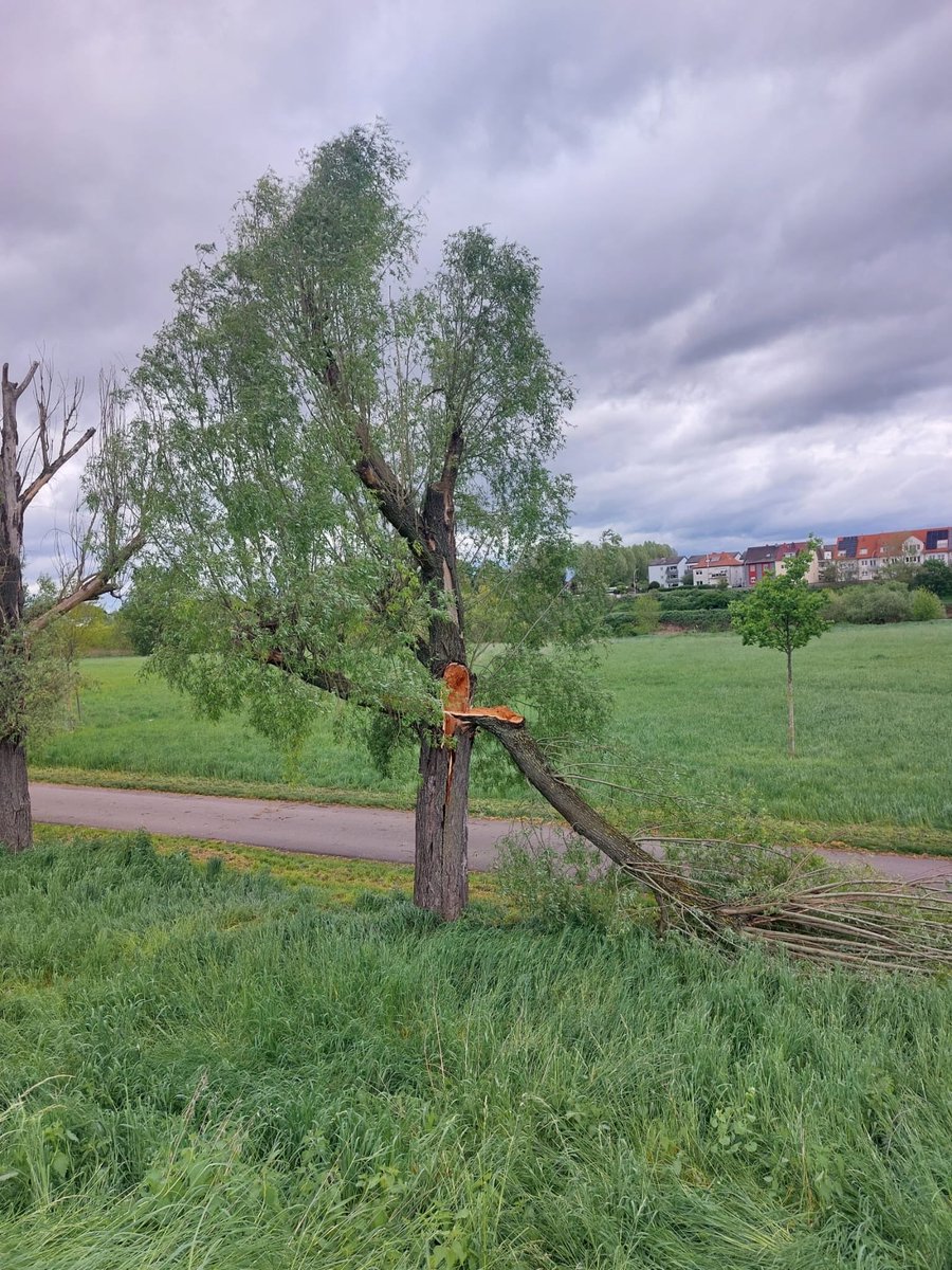 glaubeweiter's tweet photo. Nach #sonnigen #Frühlingstagen ein #Wetterumschwung mit #Temperatursturz #dunklen #Wolken #Regen + #Sturmböen die der #Weide einen #Ast abgerissen haben. Aber sie steht noch! «Gott gebe dir für jeden Sturm einen Regenbogen, für jede Träne ein Lachen eine Antwort auf jedes Gebet» https://t.co/MawGYgII53