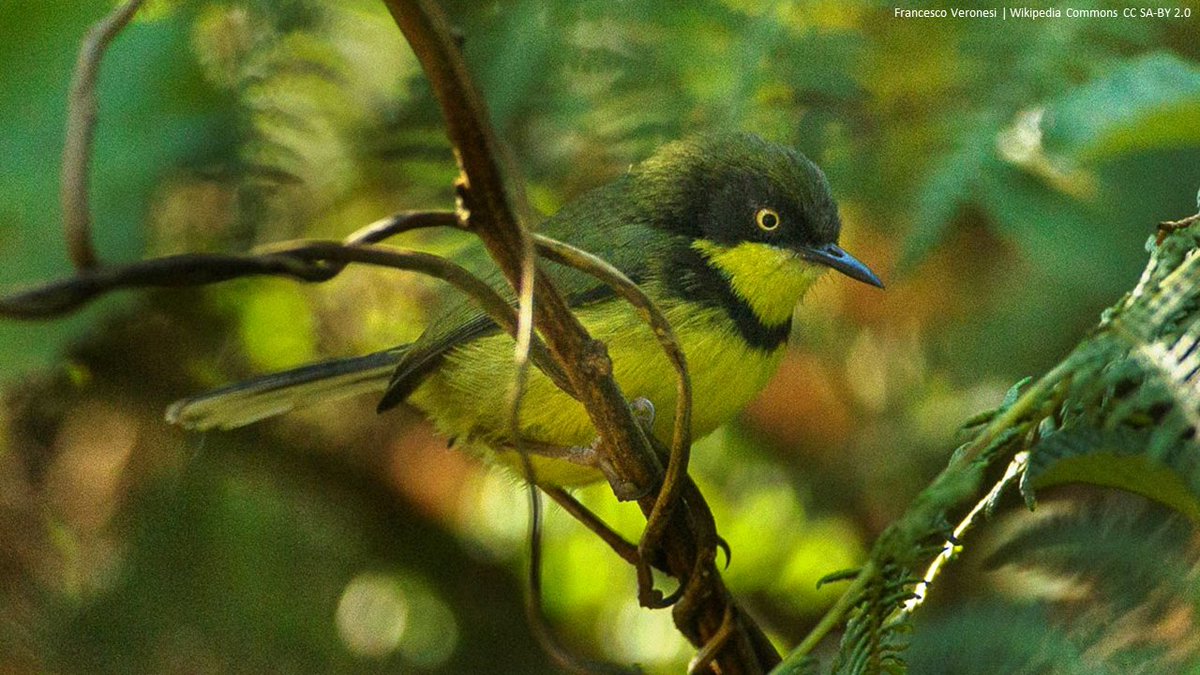 An ensemble model predicts an upward range shift of the endemic and endangered Yellow-throated Apalis (Apalis flavigularis) under future climate change in Malawi | Ecology & Evolution @WileyEcolEvol | onlinelibrary.wiley.com/doi/10.1002/ec… | #ornithology