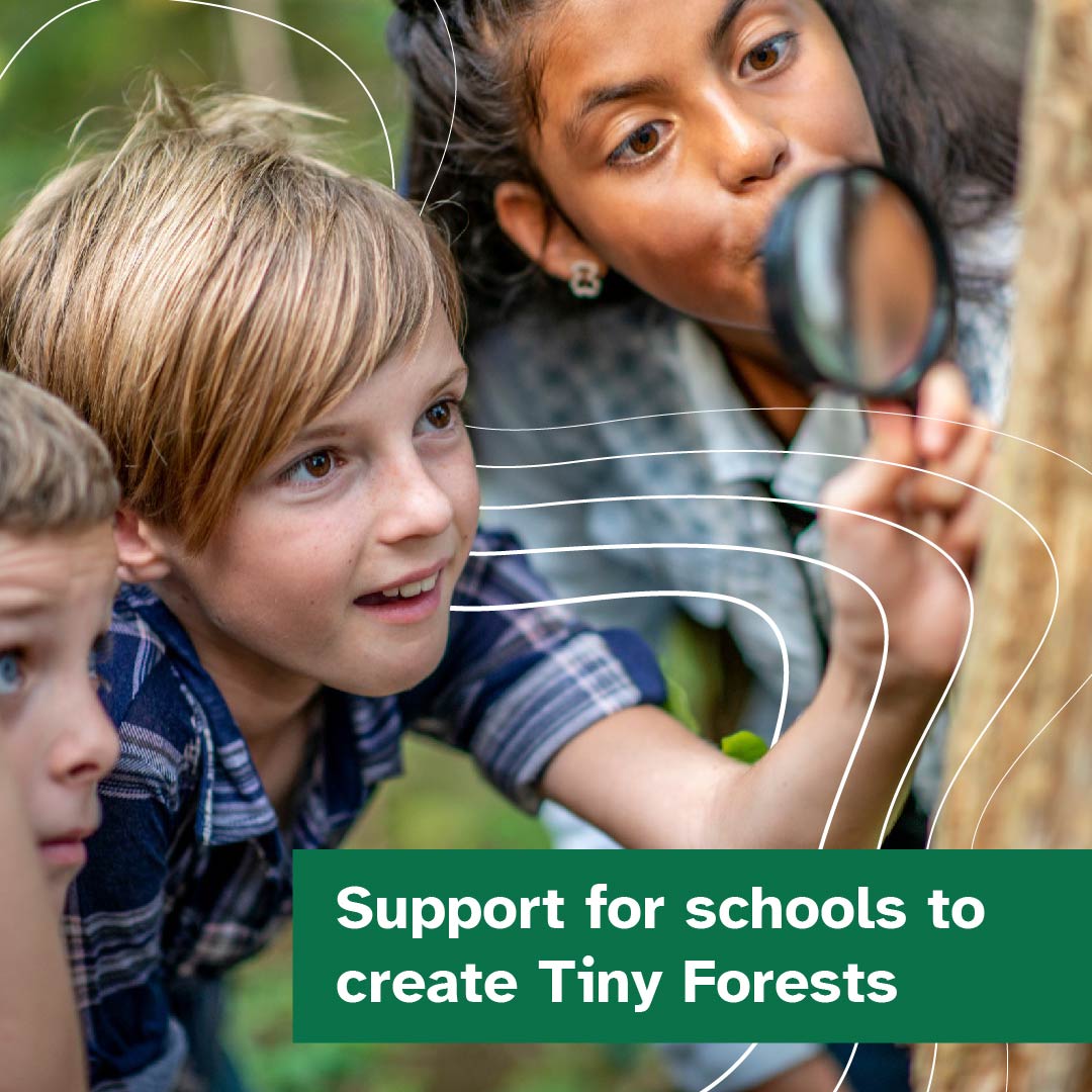 Calling all #Somerset schools! 📢🌳 We've teamed up with @Earthwatch_Eur to help schools create their own ‘Tiny Forest’ 💚 Find out more 👉orlo.uk/sqdbc and apply before Friday 26 April 2024 ⏰ Funding will be through the Treescapes Fund 👉orlo.uk/dYfEM