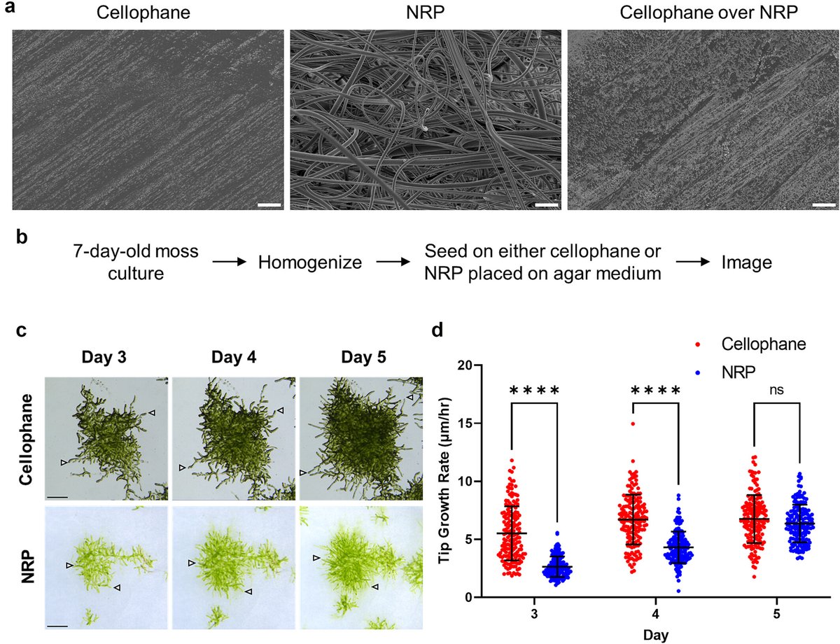 Discover how innovative fibrous scaffolds enable the study of mechanical influences on moss growth and development. Check out this @PlantDirectJ paper by Ryan Calcutt, Yasaman Aghli, Treena Arinzeh &Ram Dixit doi.org/10.1002/pld3.5…
