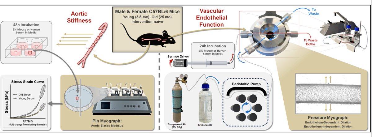 #ArticlesInPress:  Role of the circulating milieu in age-related #arterial dysfunction: a novel ex vivo approach
Sophia A. Mahoney et al.
ow.ly/E3qv50Rh3qI
@viennabrunt @ZachSClayton @ravinandanv25
#arterialstiffness  #endothelialfunction  #aging