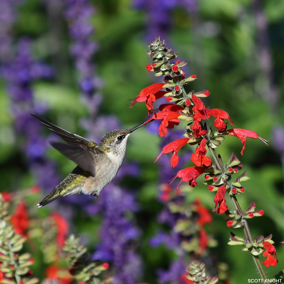 Celebrate #NationalGardeningDay with 20% off our bestsellers! ENDS TODAY! From milkweed to goldenrod to aster, we ship our native plants to 41 states. Help wildlife now in your own backyard! 🐝 🐛 🌱 hubs.la/Q02sM-lD0