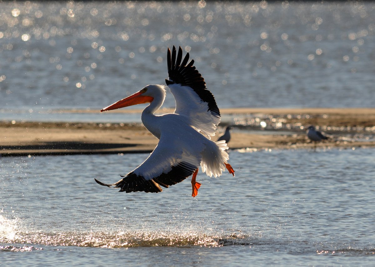 A new report from @NWF, @PrairieRivers, and @DiscoverDPI affirms the Quad Cities face a future of increased flooding and extreme heat. 🌊🔥 Learn how urban forests, wetlands, and similar solutions can protect #communities from extreme precipitation 📲: nwf.org/QuadCities