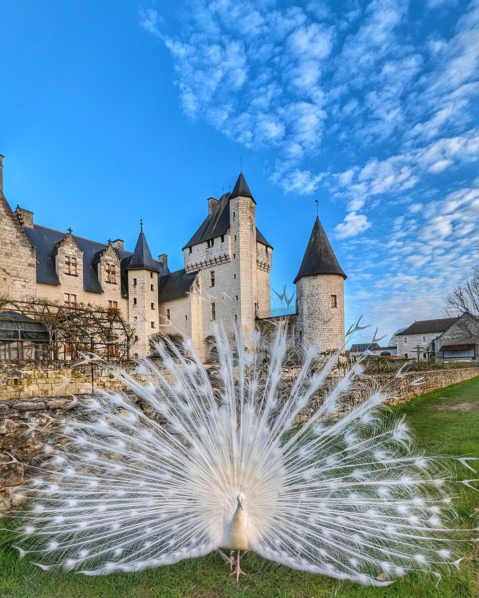 Au Château du Rivau, on ne croise pas que des visiteurs 🦚. Un accueil royal n'est-ce pas ? 😍

Crédits 📸 : © Château du Rivau sur Instagram