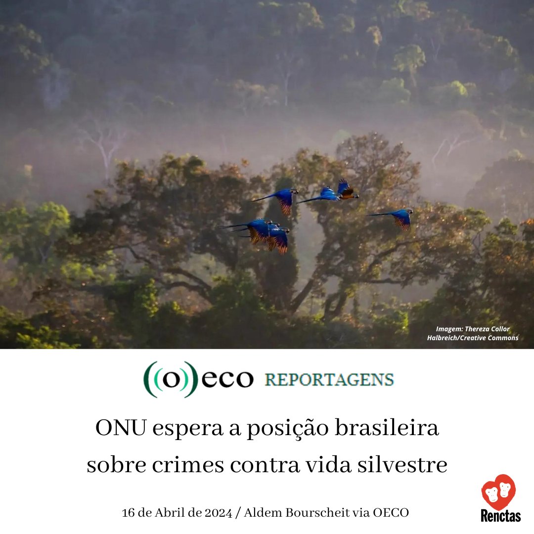 Leia a matéria completa por Aldem Bourscheit via <a href="/o_eco/">((o))eco | Jornalismo Ambiental</a> em: oeco.org.br/salada-verde/o…

Imagem: Thereza Collor Halbreich/Creative Commons

#renctas #tráficodeanimais #cites #untoc #onu #ibama #viena #fiscalização #ambiental #fauna #silvestre #bastadecaça