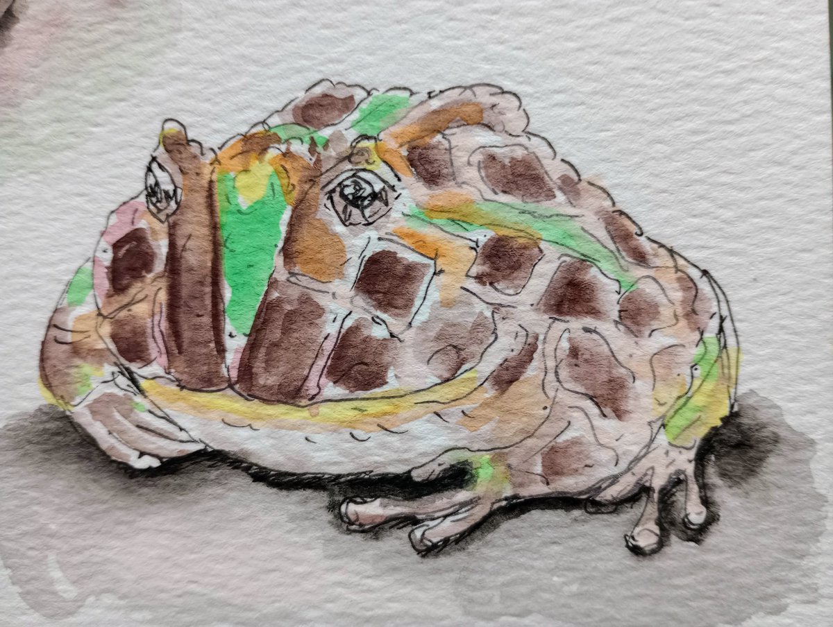 ksneathart's tweet photo. Next up for #FrogApril is the South American Horned Frog. Not the happiest looking frog to celebrate my birthday with! 😆🎂😁🐸💚 #frogapril2024 #frogpainting #hornedfrog #itsmybirthday https://t.co/5QthciSjLV