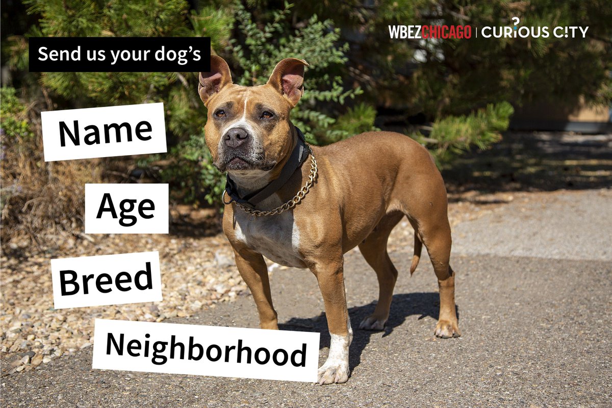 Are you a Chicago resident with a dog? 🐶We're working on a story about popular dog types in Chicago, and we want your dog pics! Your dog might be featured in an upcoming web article on WBEZ's website 📸 Email msivit@wbez.org (no DMs, please)