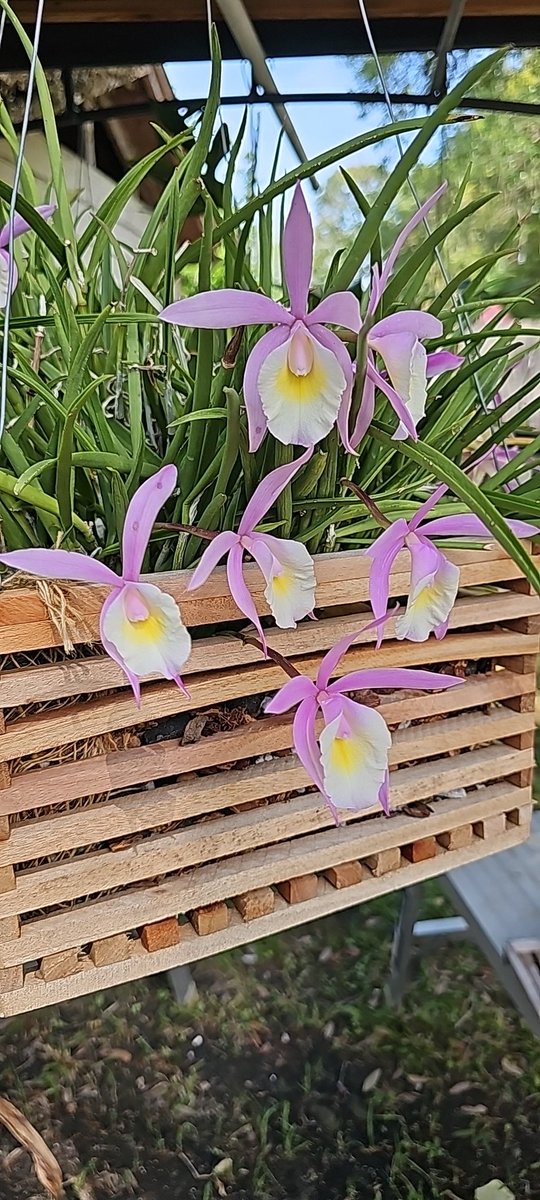 #NationalOrchidDay