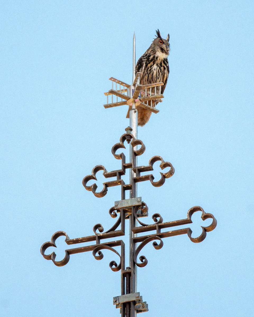 A blessed bird. Paco the Eurasian eagle-owl hooting from atop the cross of his church. (Last month in Madrid) #birds #birding #nature #wildlife