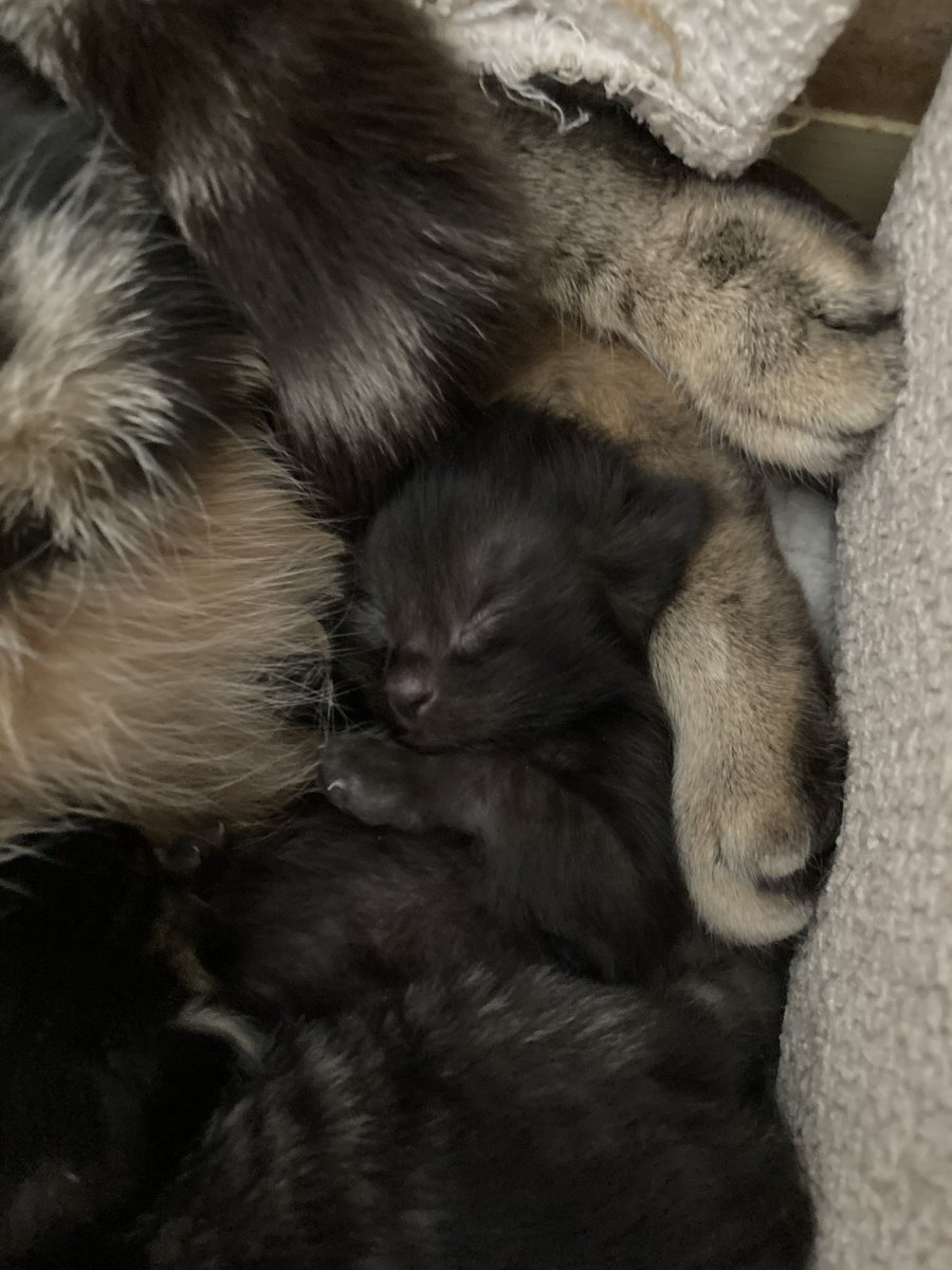 Hello from baby kitten Fudge who is 8 days old today.  Here she is snuggling by her mama Frazi. #kittensoftwitter #kittensofx #catsofx #CatsofTwittter