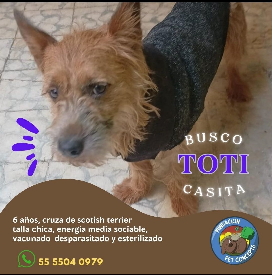Dcyon's tweet photo. URGENTE #BuscoCasita  ♂️  Talla Ch #ProtocoloCompleto    #CDMX Info #WhatsApp 5555040979 https://t.co/bjT91VeUUN
