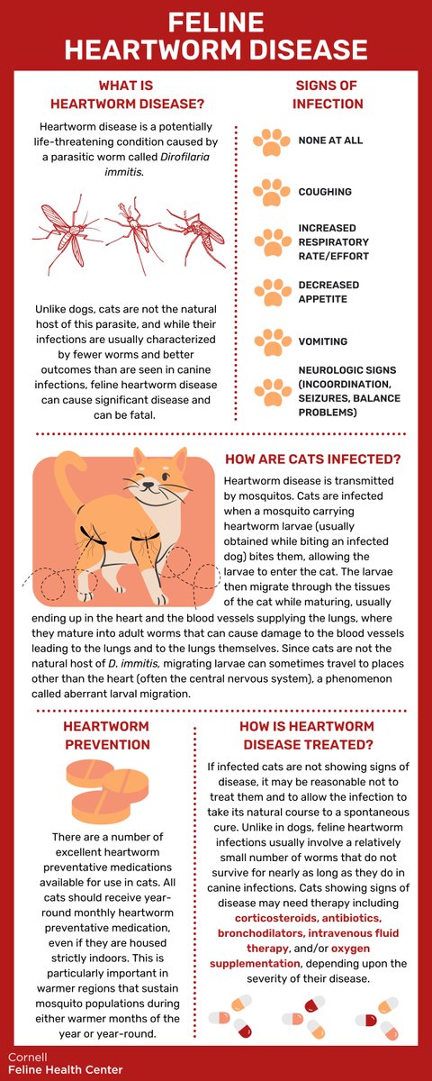 In recognition of National Heartworm Awareness Month, take a look at the infographic to learn how you can help your feline friends in the fight against heartworm. Click the link below for treatment options, signs of infection & more. ⬇️ hubs.la/Q02rFTZ10