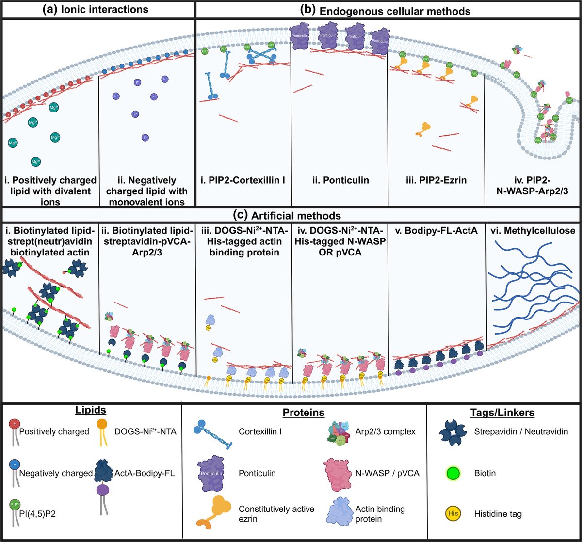 Attention #actin Fans! Have a look at the #Free Access paper from Douglas Robinson's Lab @HopkinsMedicine. Benefits and challenges of reconstituting the actin cortex, in CYTOSKELETON @CytoskelJournal. onlinelibrary.wiley.com/doi/full/10.10… #cell #cellbiology #science #cytoskeleton #Biology