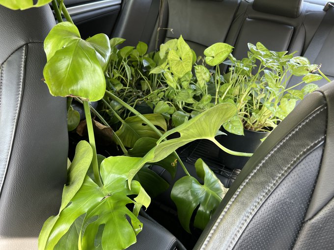 Do you want to please Me today? Send tributes or Amzn GC for housewarming gifts! 🎁 ❤️ I'm moving my plants