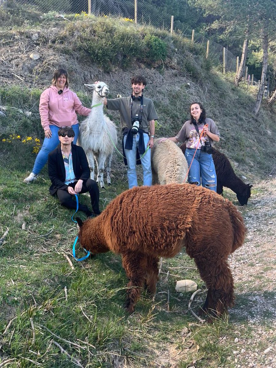 _oriolpuig's tweet photo. RT @elTindercat: Dos productors, un càmera i les alpaques de la Maria Àngels 🦙

Diumenge, cita salvatge a Clímax https://t.co/j7CDPqtDzp