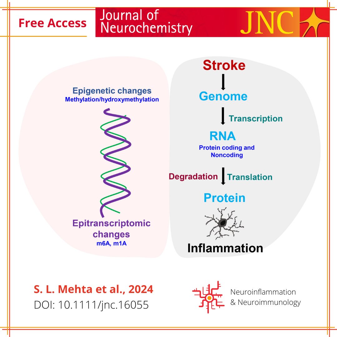 On inflammation after #stroke 💥

Role of transcription factors, noncoding RNAs, epitranscriptomics, and epigenetics in post-ischemic #neuroinflammation.

Free access review: ow.ly/AbvW50Rhe6V

@Vemugantilab @uw_neurosurgery @WileyNeuro