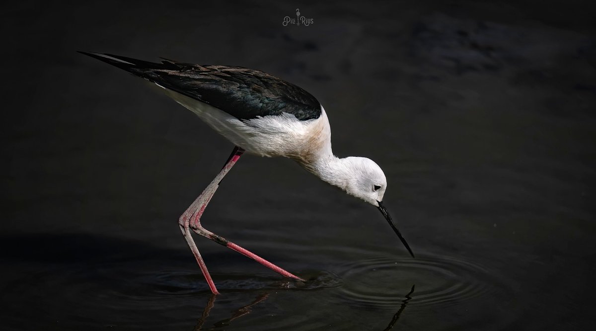 Ara el #deltadelebre en tenim per tot arreu. Cames llargues.  @OMSYSTEMcameras @terresebretur