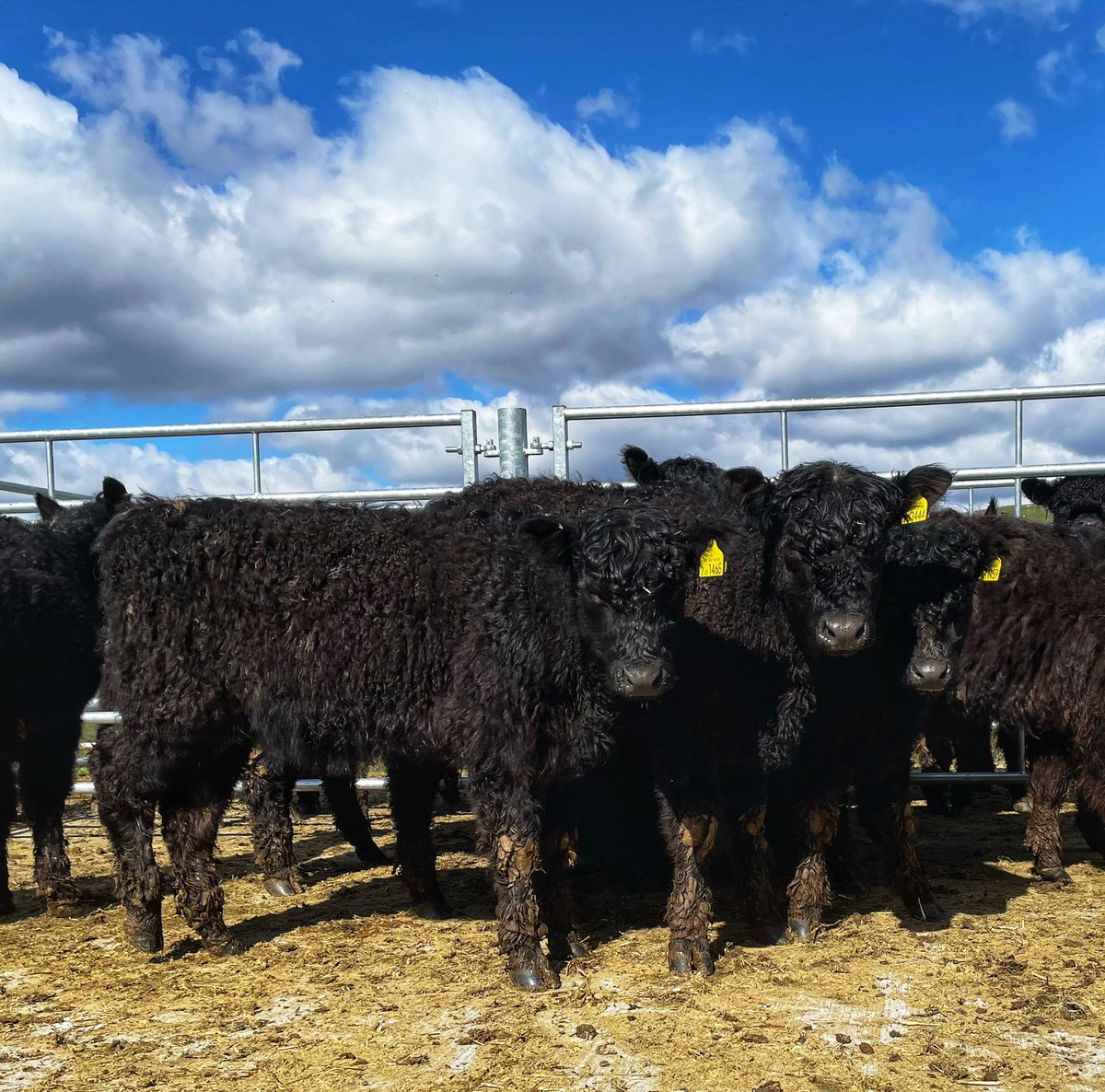 Great to see a cracking bunch of quiet, high health, Pedigree Galloway Bulling Heifers in the Borders sunshine today. Some might say the ultimate in hardy hill cows! @tullie_john #galloways #scotchbeef