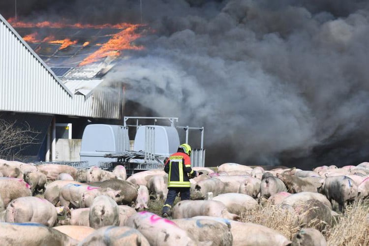 Am späten Nachmittag des 12. April 2024 geriet eine Schweinezuchtanlage in #Binde in Brand. Das #Feuer wurde das ganze Wochenende über gelöscht. Tausende Tiere starben – SCHON WIEDER 💔 Wir haben Strafanzeige gegen die Verantwortlichen erstattet. 👇️ peta.de/neuigkeiten/st…